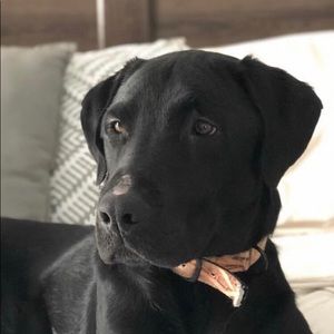 Meet your Posher, Daltodalton